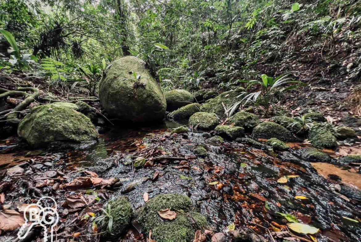 mata atlântica preservada paraty