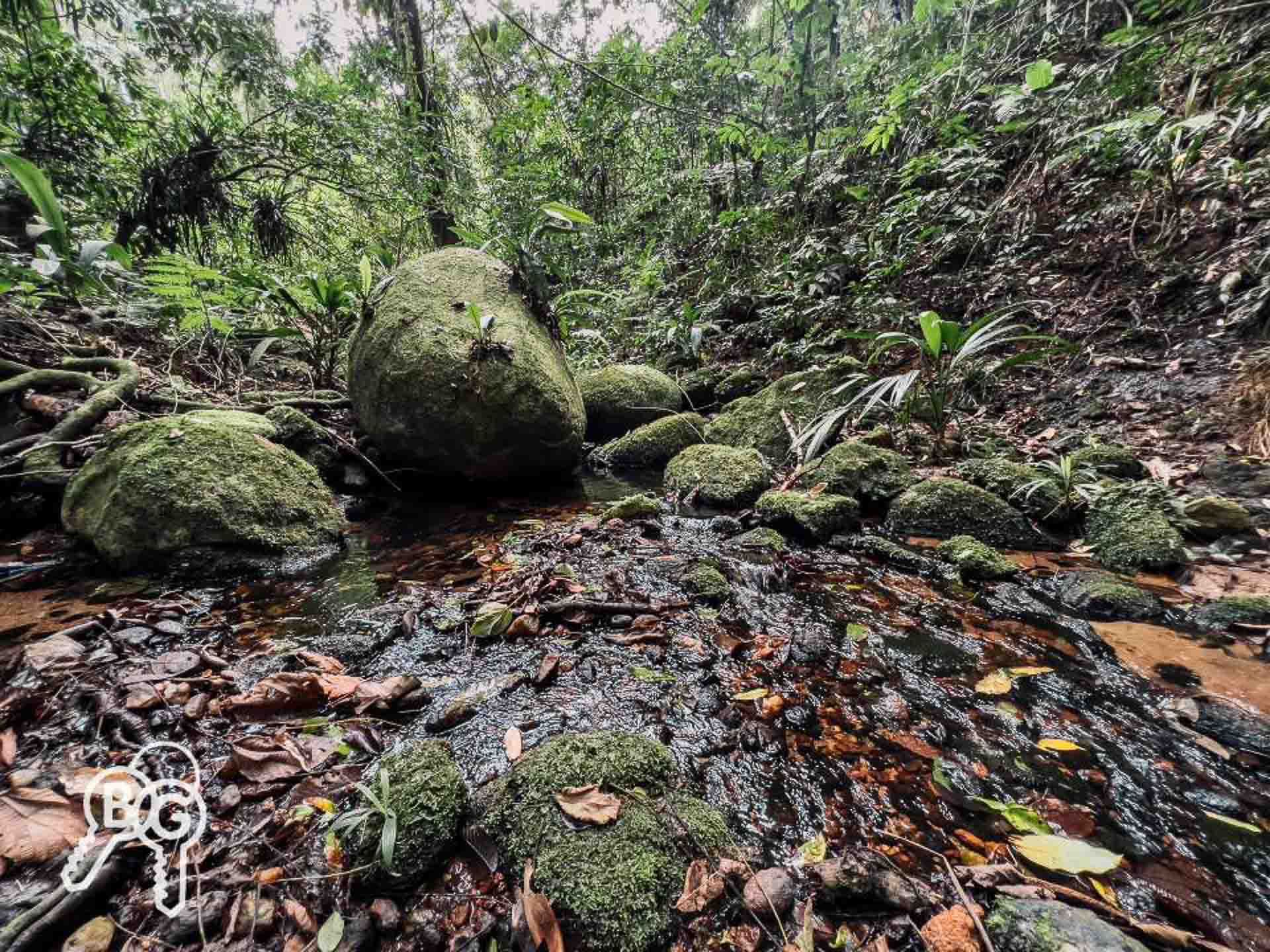 mata atlântica preservada paraty